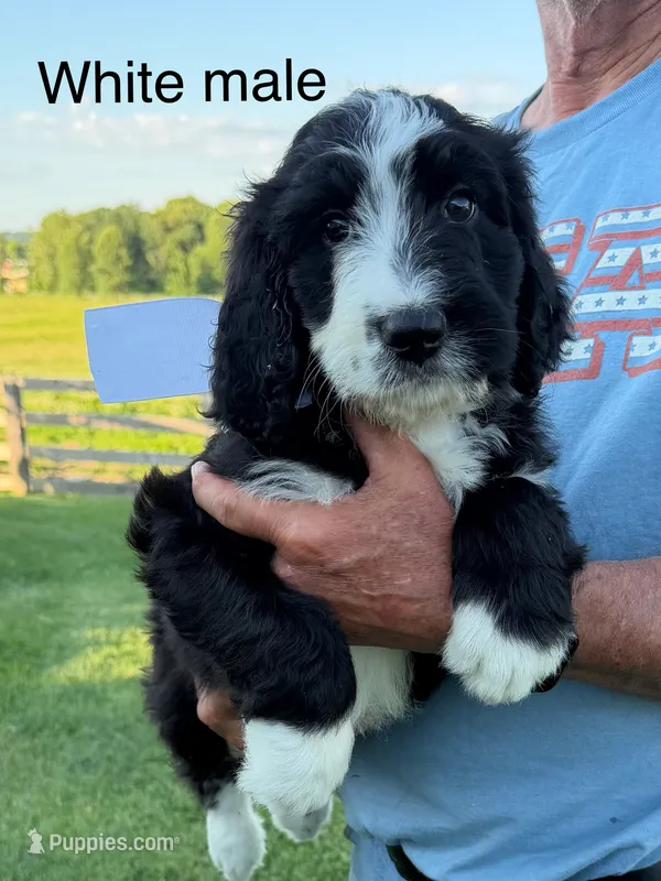 White male – Bernedoodle puppy for sale in Spencer, IN