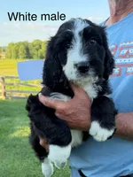 White male, a male Bernedoodle for sale in Spencer, IN – 1 of 1