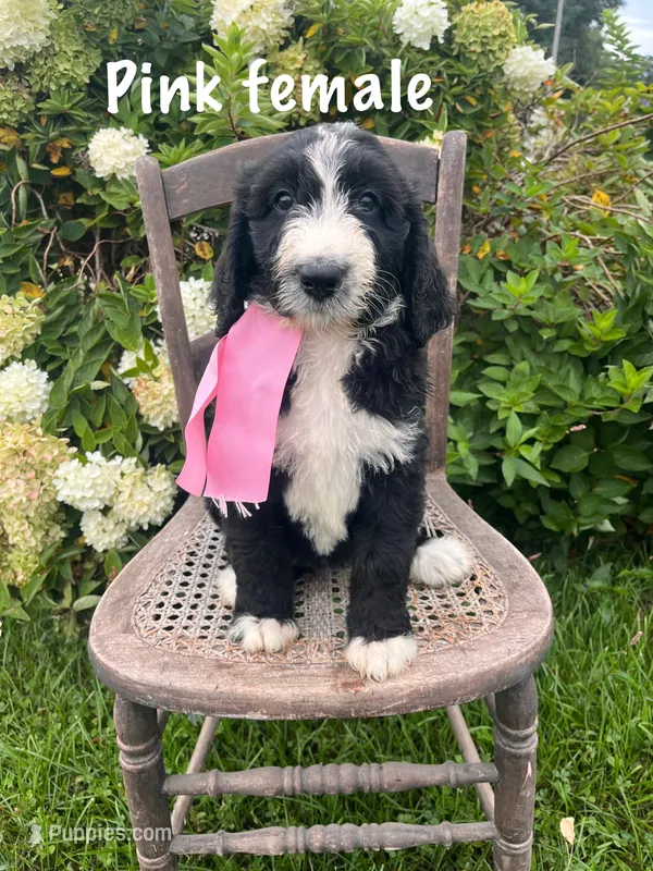Pink female – Bernedoodle puppy for sale in Spencer, IN