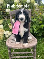 Pink female, a female Bernedoodle for sale in Spencer, IN – 1 of 1