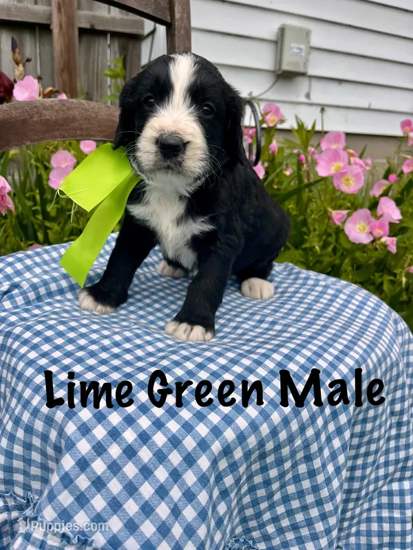 Lime green male – Bernedoodle puppy for sale in Spencer, IN