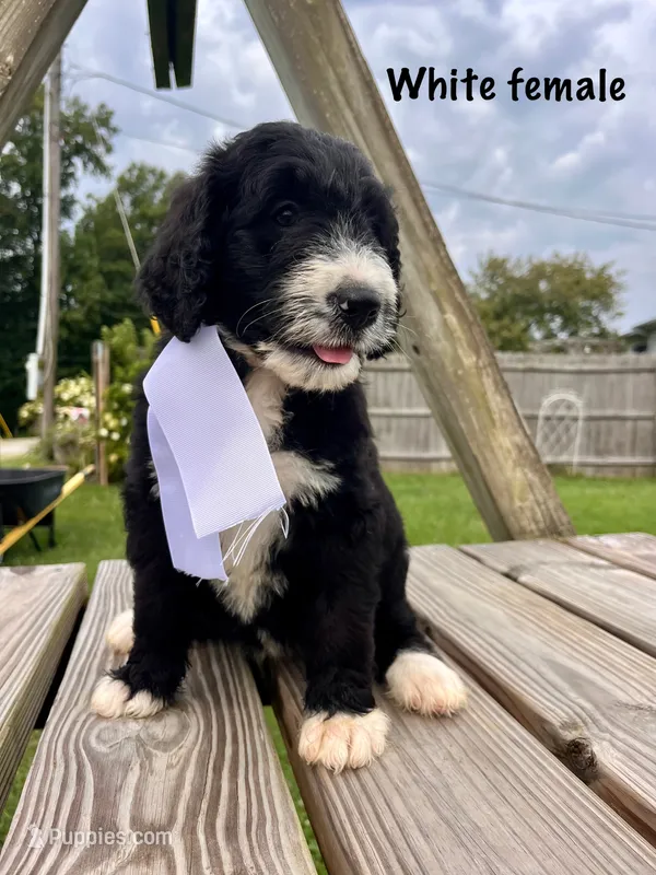 White female – Bernedoodle puppy for sale in Spencer, IN