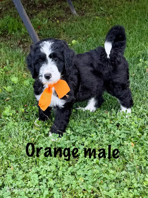 Orange male – Bernedoodle puppy for sale in Spencer, IN