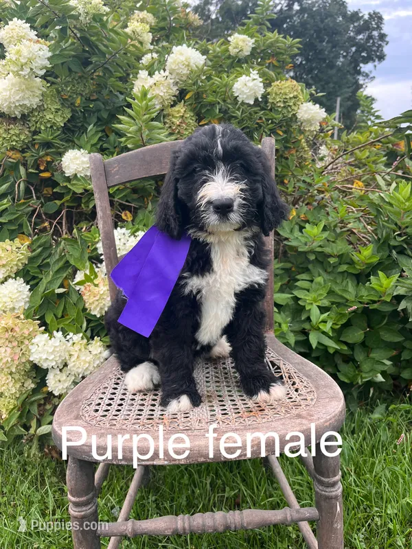 Purple female – Bernedoodle puppy for sale in Spencer, IN