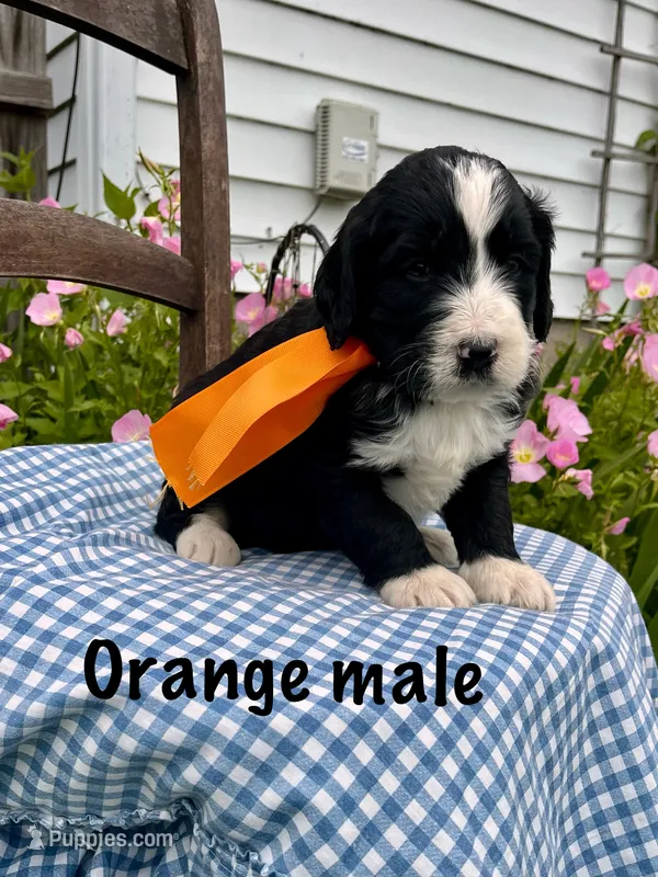 Orange male – Bernedoodle puppy for sale in Spencer, IN
