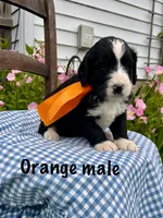 Orange male, a male Bernedoodle for sale in Spencer, IN – 1 of 1