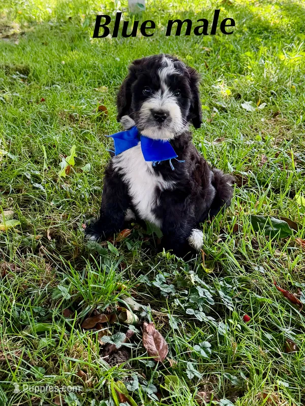 Blue male – Bernedoodle puppy for sale in Spencer, IN
