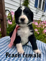 Peach female, a female Bernedoodle for sale in Spencer, IN – 1 of 1