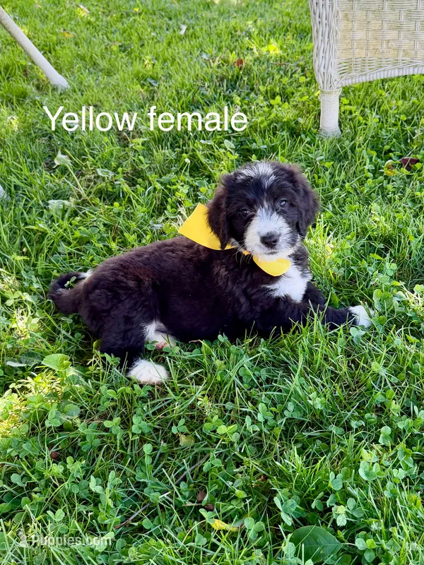 Yellow female – Bernedoodle puppy for sale in Spencer, IN