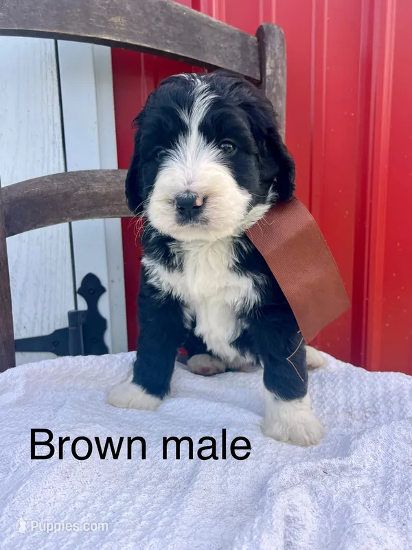 Brown male – Bernedoodle puppy for sale in Spencer, IN