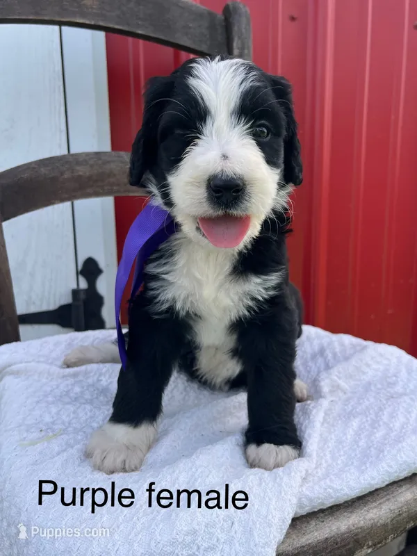 Purple female – Bernedoodle puppy for sale in Spencer, IN