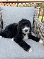 Standard Bernedoodle female, a female Bernedoodle for sale in Spencer, IN – 2 of 2