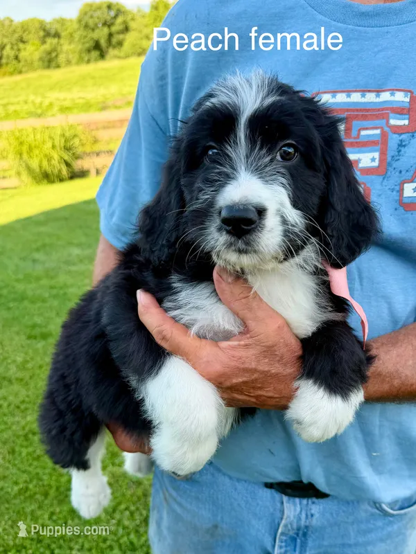 Peach female – Bernedoodle puppy for sale in Spencer, IN