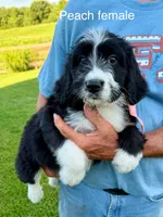 Peach female, a female Bernedoodle for sale in Spencer, IN – 1 of 1