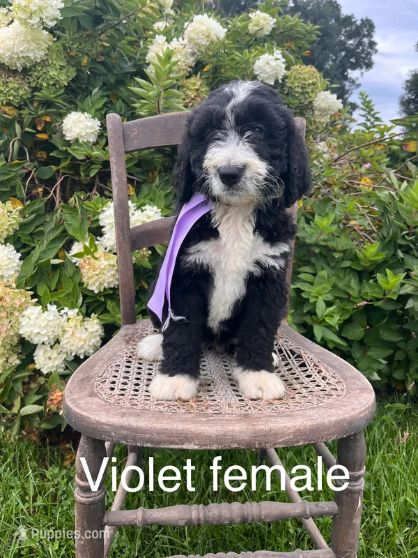 Violet female – Bernedoodle puppy for sale in Spencer, IN