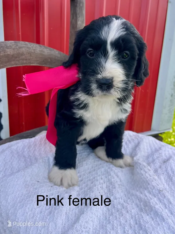 Pink female – Bernedoodle puppy for sale in Spencer, IN
