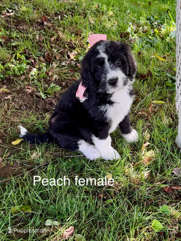 Peach female – Bernedoodle puppy for sale in Spencer, IN
