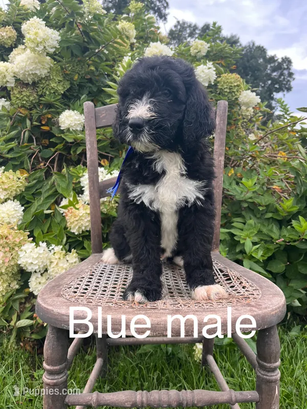 Blue male – Bernedoodle puppy for sale in Spencer, IN