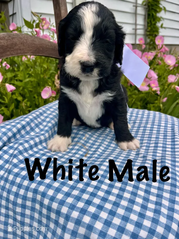 White male – Bernedoodle puppy for sale in Spencer, IN