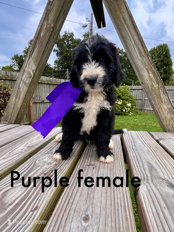 Purple female – Bernedoodle puppy for sale in Spencer, IN