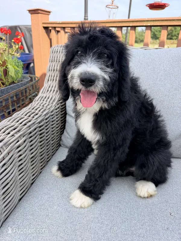 Standard Bernedoodle female – Bernedoodle puppy for sale in Spencer, IN