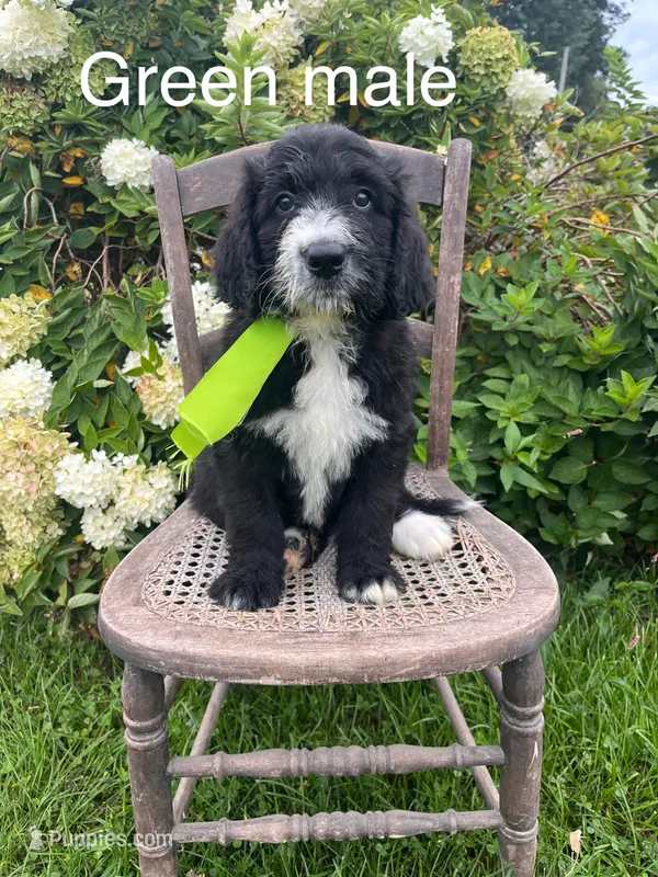 Green male – Bernedoodle puppy for sale in Spencer, IN