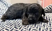 INDEPENDENCE, a female Poodle - Miniature  for sale in Pocola, OK – 8 of 10