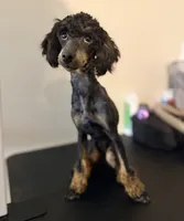 AKC Tansy. , a female Poodle - Miniature  for sale in Pocola, OK – 2 of 10