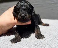 AKC, Clear, Valor, a male Poodle - Miniature  for sale in Pocola, OK – 6 of 6