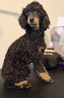 AKC Tansy. , a female Poodle - Miniature  for sale in Pocola, OK – 5 of 10