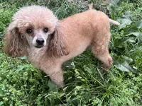 Tilly, a female Poodle - Toy  for sale in Pocola, OK – Photo 7 of 7