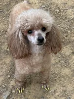 Tilly, a female Poodle - Toy  for sale in Pocola, OK – Photo 3 of 7