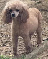Tilly, a female Poodle - Toy  for sale in Pocola, OK – Photo 2 of 7
