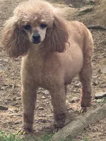 Tilly, a female Poodle - Toy  for sale in Pocola, OK – Photo 4 of 7