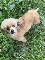 Tilly, a female Poodle - Toy  for sale in Pocola, OK – Photo 6 of 7
