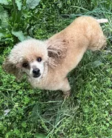 Tilly, a female Poodle - Toy  for sale in Pocola, OK – Photo 5 of 7