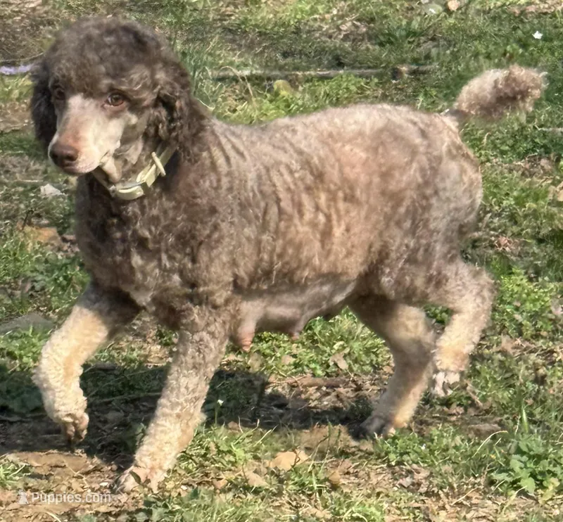 AKC Lola – Poodle - Miniature  puppy for sale in Pocola, OK