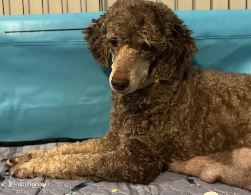 AKC Lola – Poodle - Miniature  puppy for sale in Pocola, OK
