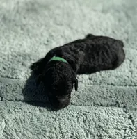 AKC Scouty, a male Poodle - Miniature  for sale in Arkoma, OK – Photo 4 of 6