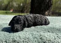 AKC Scouty, a male Poodle - Miniature  for sale in Arkoma, OK – Photo 6 of 6