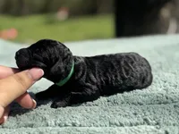 AKC Scouty, a male Poodle - Miniature  for sale in Arkoma, OK – Photo 5 of 6