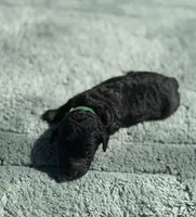 AKC Scouty, a male Poodle - Miniature  for sale in Arkoma, OK – Photo 3 of 6