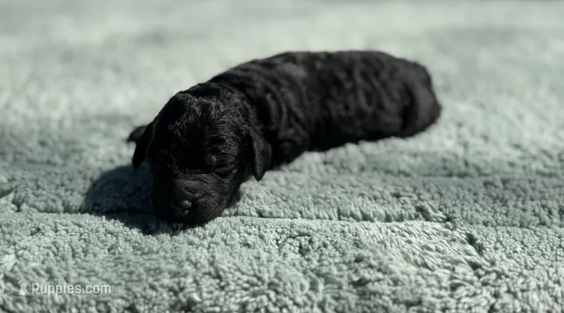 AKC Scouty – Poodle - Miniature  puppy for sale in Arkoma, OK