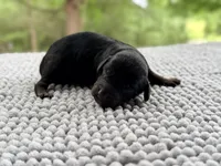 AKC Clear Valor, a male Poodle - Miniature  for sale in Pocola, OK – 8 of 9