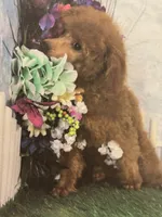 Thomas, a male Poodle - Miniature  for sale in Pocola, OK – 4 of 7