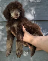 Angel Cake, a female Poodle - Miniature  for sale in Pocola, OK – 3 of 4