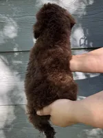 Angel Cake, a female Poodle - Miniature  for sale in Pocola, OK – 4 of 4