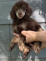 Angel Cake, a female Poodle - Miniature  for sale in Pocola, OK – 1 of 4