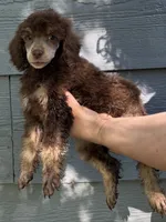 Angel Cake, a female Poodle - Miniature  for sale in Pocola, OK – 2 of 4