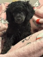 Sabbath, a female Poodle - Toy  for sale in Pocola, OK – 3 of 6